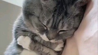 The cat was so cold that he couldn't help but cover him with a quilt!