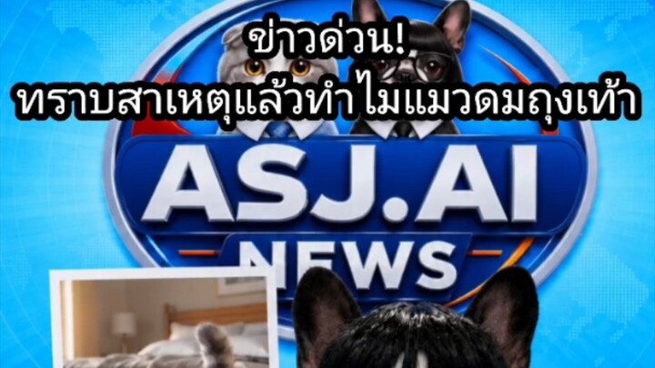 ‎[สำนักข่าว ASUJIAI] ข่าวด่วน! ทราบสาเหตุแล้วทำไมแมวชอบดมถุงเท้า #asujiai #funny #cat #dog