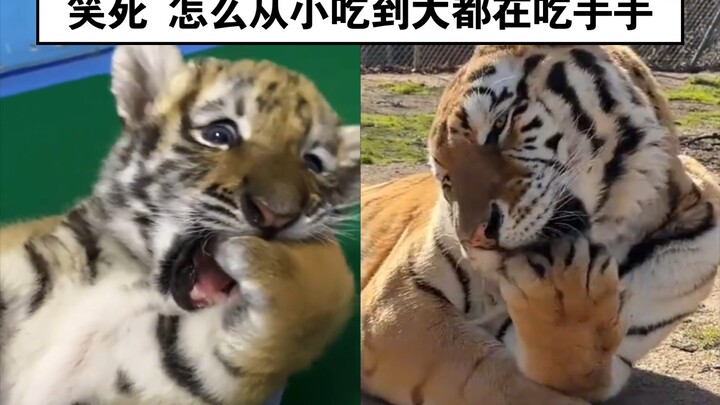 [Laugh Out Loud! It’s Been Sucking Its Thumb Since It Was a Baby 🤣🤣🤣]