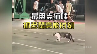 盘点猫咪抓老鼠高能时刻，果然猫咪是老鼠的克星