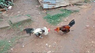 Kanawayon vs Hatch Spar