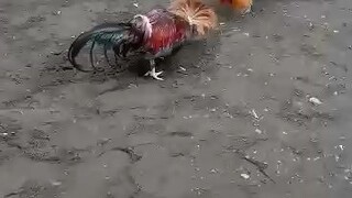 sweater vs pumpkin hatch