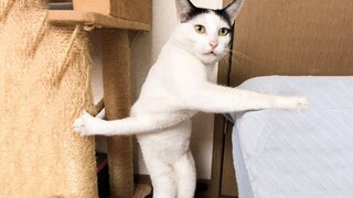 Funniest Cats 😹 - อย่าพยายามกลั้นเสียงหัวเราะ 😂 - Funny Cats Life