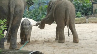 [Animals] Mom, Help! A Weird Guy Pulls My Ears And My Tail!