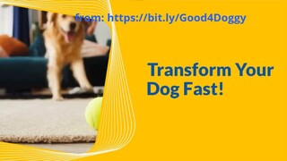 Best Dog Training Tips for Fast Results – Transform Your Dog Fast!