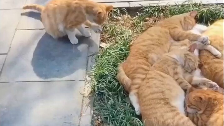 Rất nhiều quả cam lớn, đã liên kết tạo thành mạng lưới vùng cam