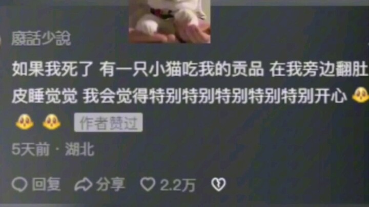 น้องแมวคือเครื่องบำบัดใจ # น้องแมว