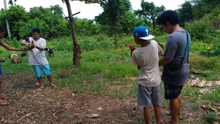 Native lang pero quality pinatay malatuba amin