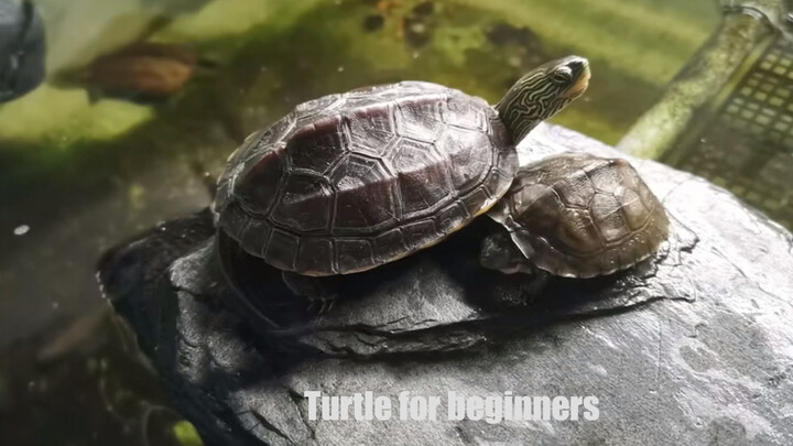 [Nuôi rùa] Giới thiệu ba loại rùa cảnh phù hợp cho người mới nuôi