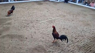 pare jets Raptor over YKH