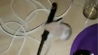 [Animal Dubbing] I, Rat, am going to kill Tom alone today.
