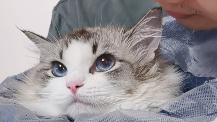 عندما يغضب القط الصغير، إياك أن تُقبّل القط الصغير!