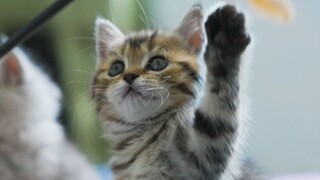 4 bulan dari kelahiran hingga merusak rumah oleh kucing macan tutul, A Wei keluar untuk menjalani pr