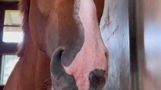 Again, a horse’s tongue is a different kind of object!