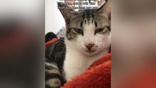Con mèo ăn cơm chó nhiều nhất thế giới catsoftiktok meota meocute fyp comchomoingay