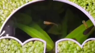 A notable figure from the Shu Han period is Guan Yu. Throughout his life, Guan Yu placed the greates