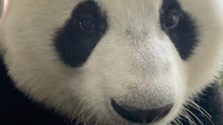 The Mid-Autumn Festival moon is full—let's eat mooncakes! (These mooncakes are made from refined fee