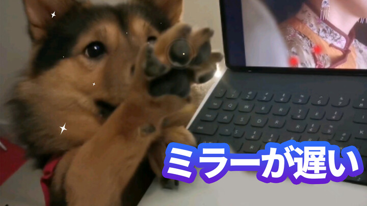 When your dog is watching you eating its favourite food...