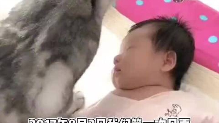 Cat brother and dog brother grow up together—winners in life!