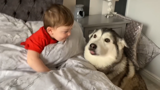 The baby refused to wake up without his husky! [He fell off the bed!]