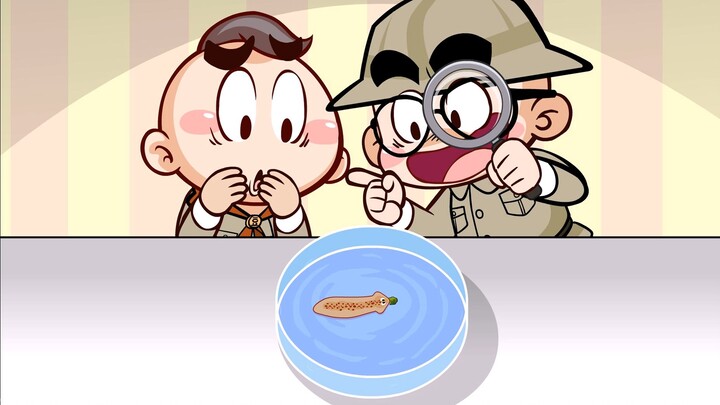 【唐唐】涨知识！奇妙神秘的涡虫
