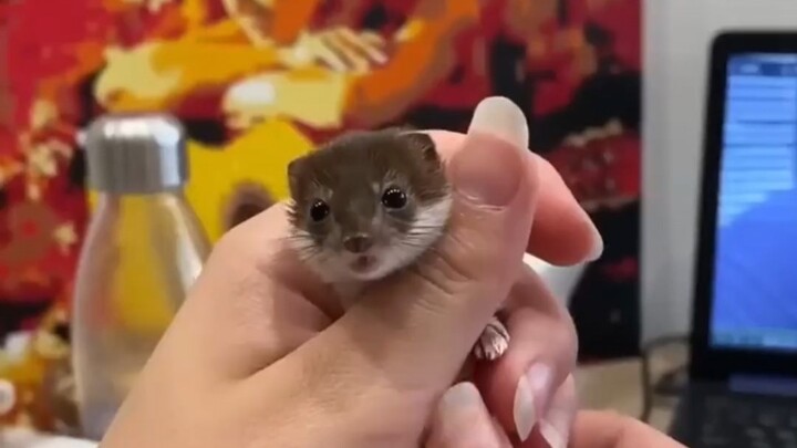 A young lady took in a little weasel, lovingly raising it until it grew up. The adorable, affectiona