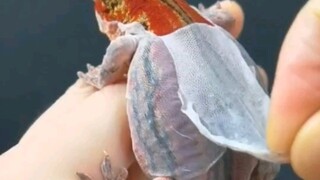 嗯，丝滑剥皮