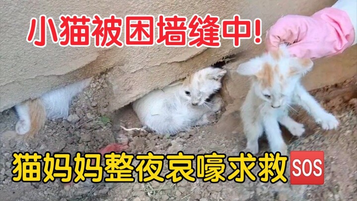 Rescuing a Kitten Trapped in a Wall Crack! The Mother Cat Wailed All Night, Calling for Help—All Cre