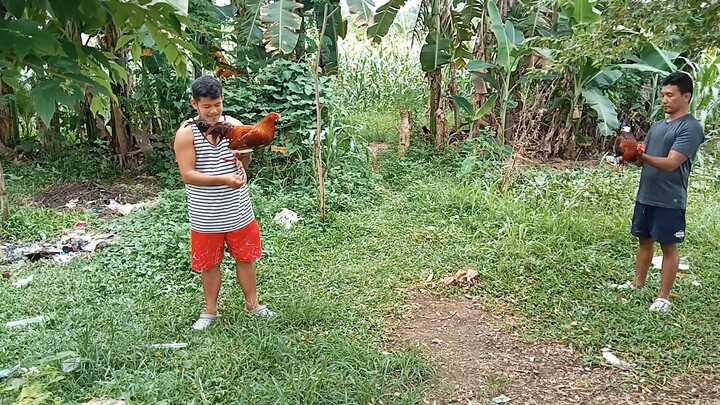 balda pakpak talo