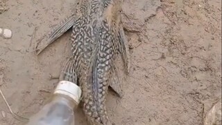 清道夫：你这做法也太毒了吧！