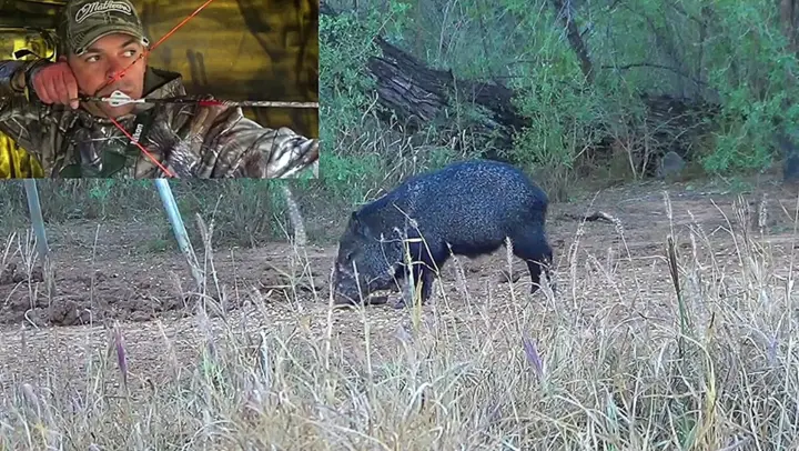 Hunting wild boars