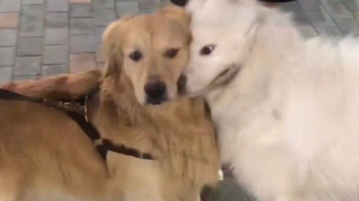 "Come on, say it—we're the best in the world!"