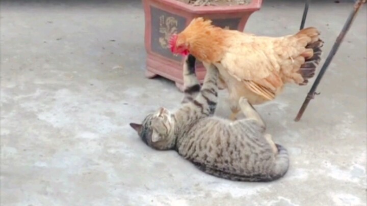 The Japanese weasel cat was spoiled by Baoying.