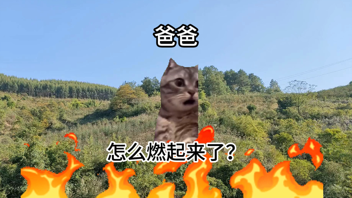 【Meme mèo】Câu chuyện thời thơ ấu của bố đi tảo mộ mà suýt gây cháy rừng