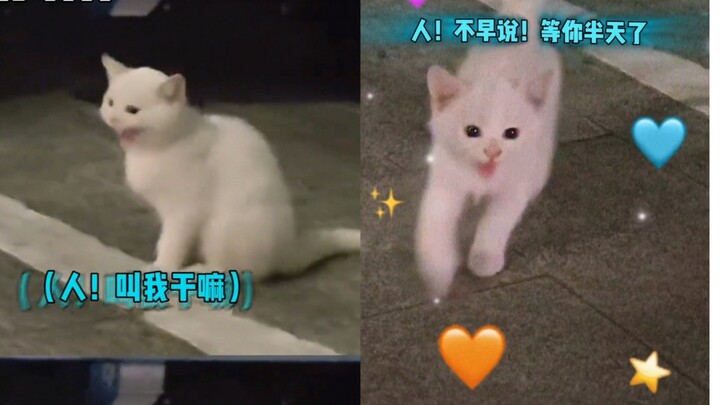 Ai mà cưỡng lại được một chú mèo cứ gọi là chạy đến ngay chứ?