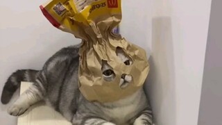 This, this is something a human would do?