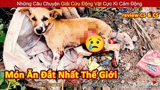 Giải Cứu Chó Con Bị Thương Trên Đường || Review Con Người Và Cuộc Sống