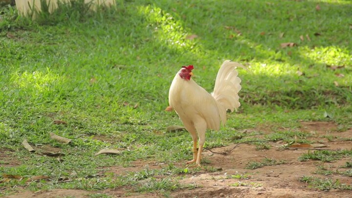 FIRE BIRD WHITE KELSO OF Sir Biboy Enriquez