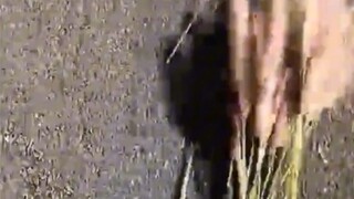 ظننت تقريبًا أنه فأر حقيقي