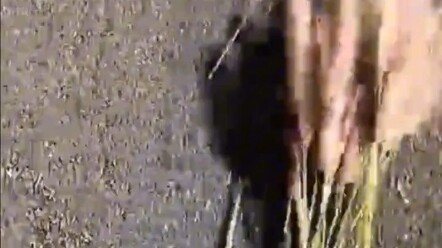 差点以为是真老鼠