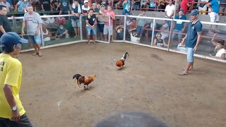 stag vs cock loss