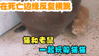 不管多胖的橘猫，能抓老鼠就是好猫