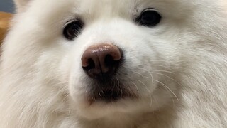 它看起来好像不太开心耶