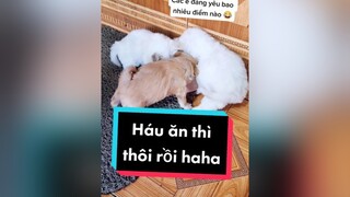 Ối zồi ôi háu ăn quá.  cunyeucuadua chó chócon chókhôn chócute xuhuong fyp