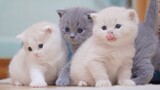 Sejarah Perubahan Kucing Kecil dari Lahir Hingga Puncak Kelucuannya