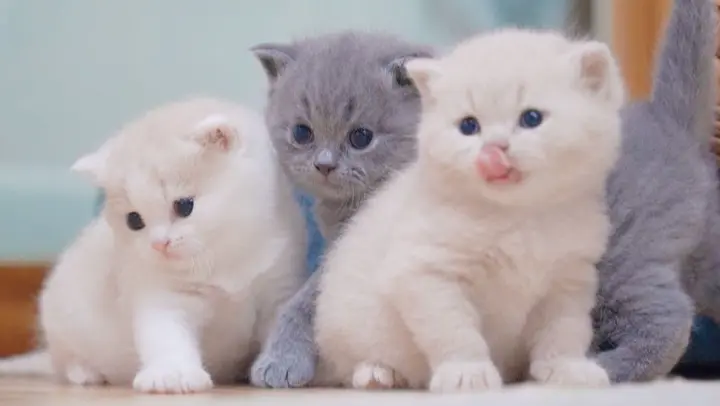 A record of newborn kittens growing into the cutest kittens