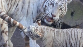 国外趣味视频集锦，看完觉得整个世界都是那么欢乐！#134