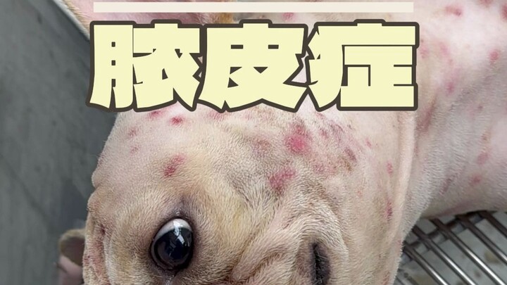 Anjing bulldog Perancis ini menderita pioderma akibat infeksi bakteri, membuat seluruh tubuhnya sang