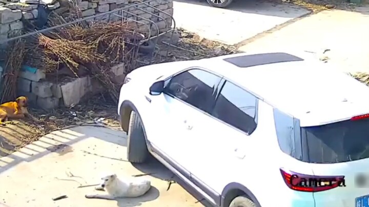 Con chó rất tức giận, hậu quả rất nghiêm trọng