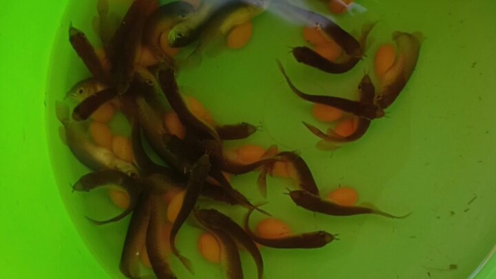 young dragon fish...